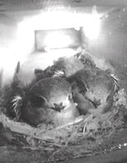 Swifts in the Museum tower