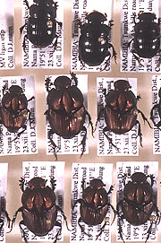 Beetles in the collection