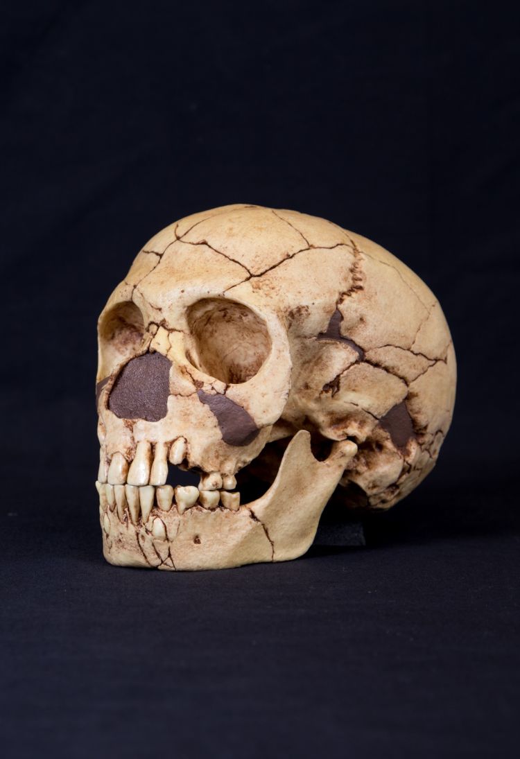Skull of Neanderthal (Homo neanderthalensis)
